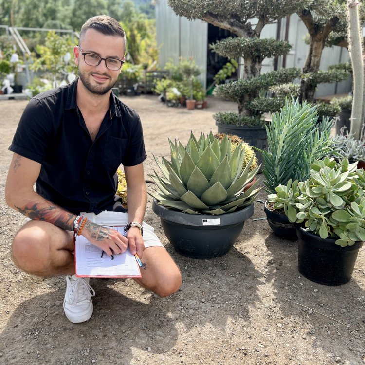 Agáva (Agave) ´CELSII NOVA´ - výška 30-40 cm, Ø 50-60 cm, kont. C35L (-6°C)